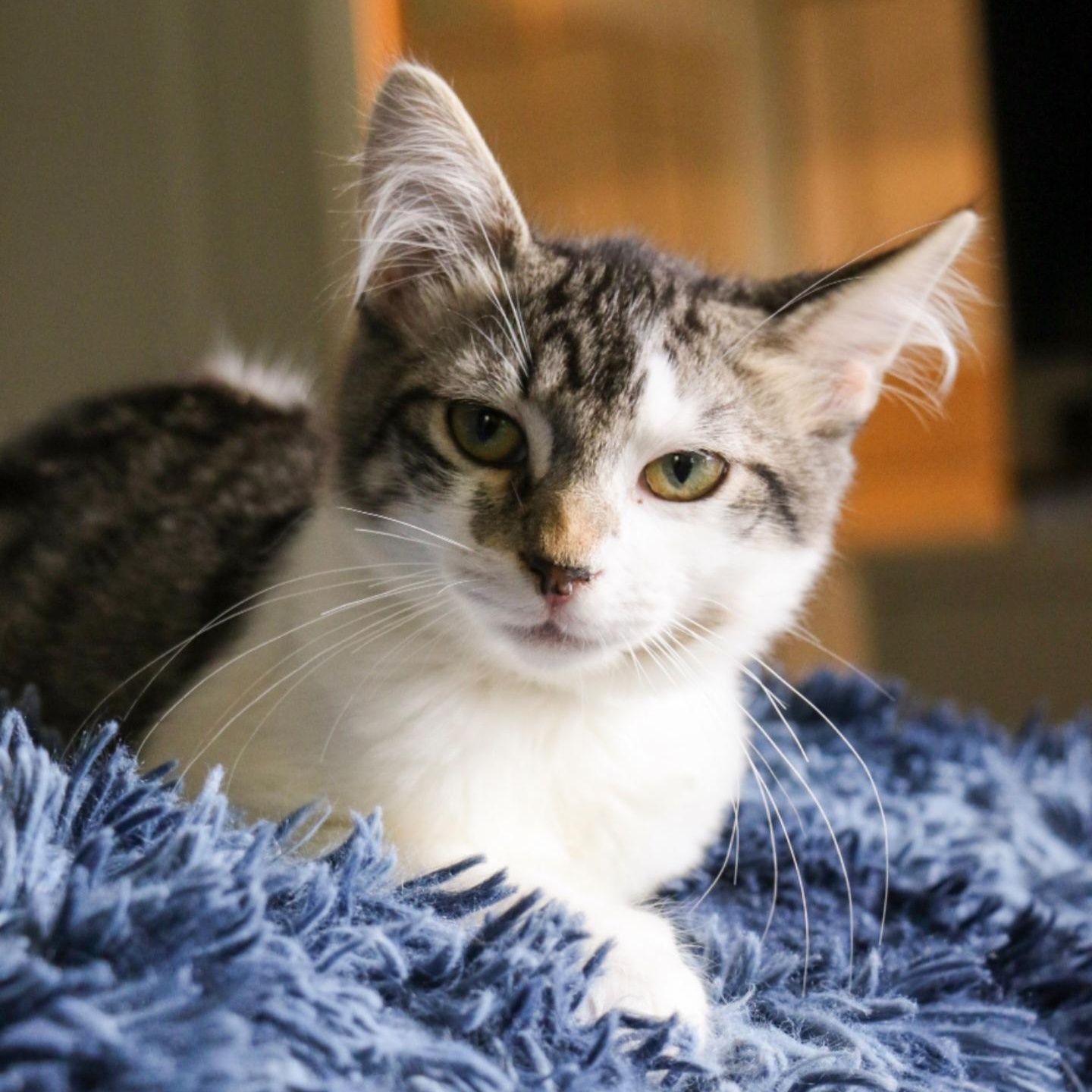 Lorenzo, Adoptable, Kitten Male Domestic Medium Hair.