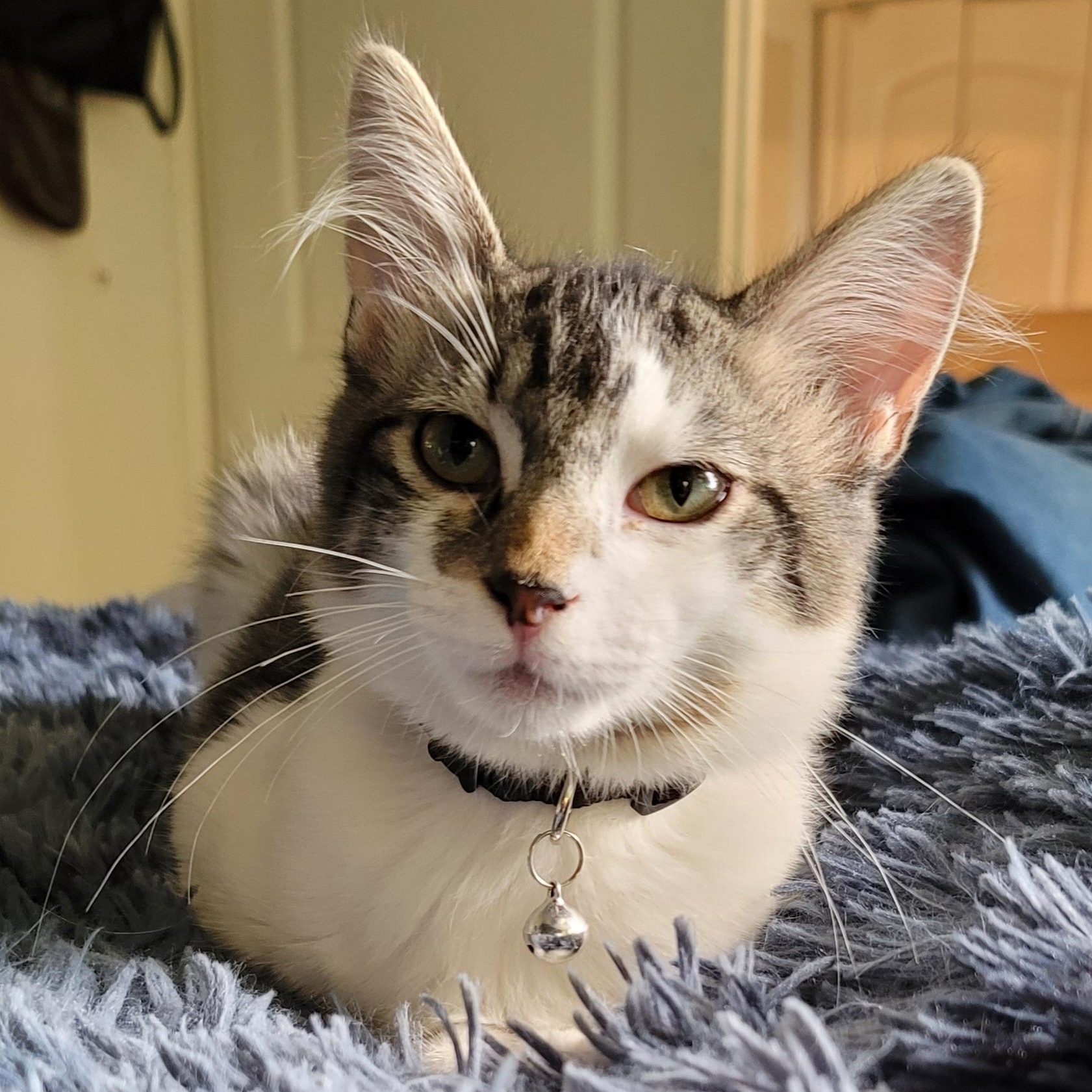 Enlarge Lorenzo, a Adoptable Domestic Medium Hair in Orlando, FL image 3/5