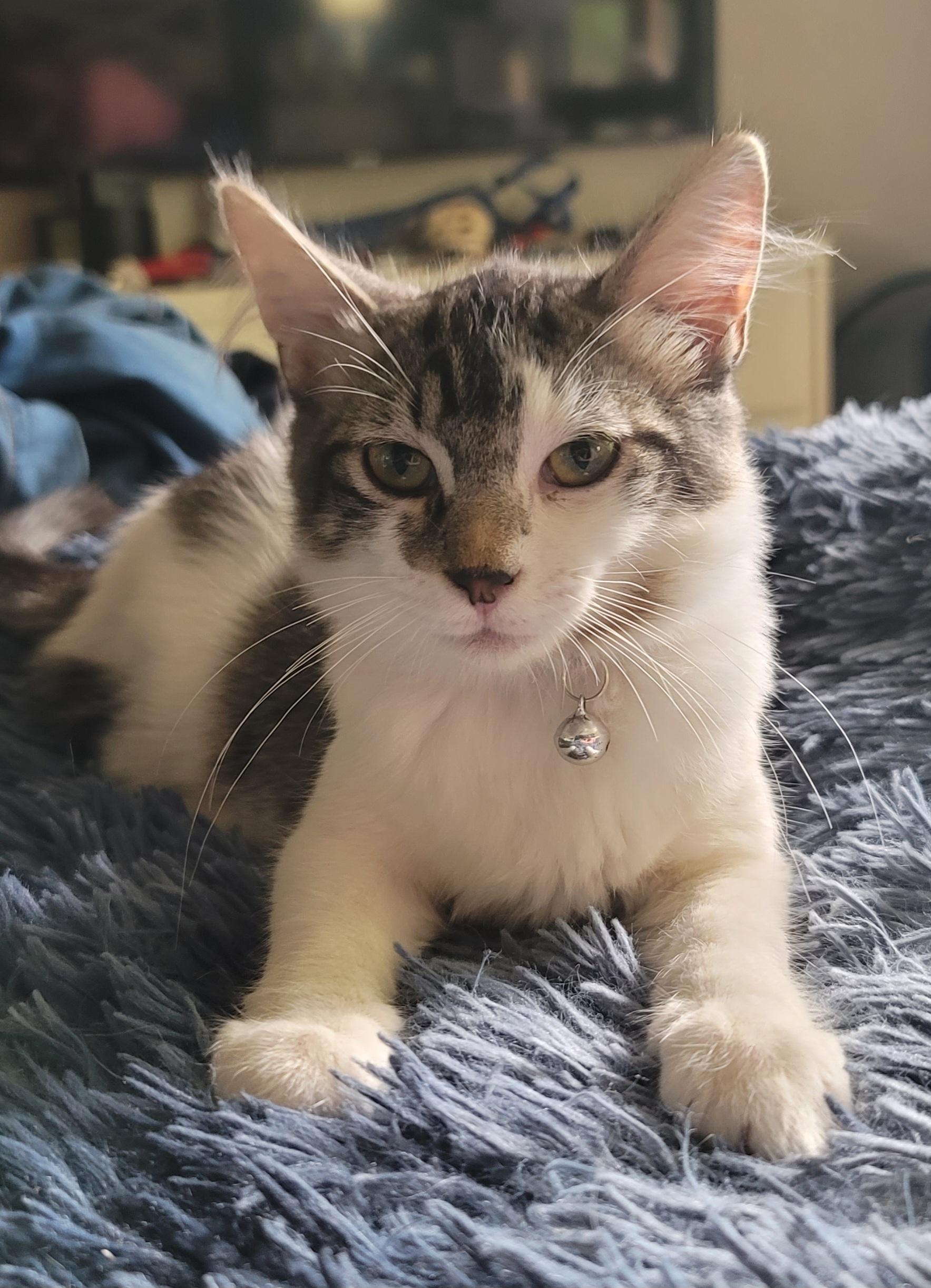 Enlarge Lorenzo, a Adoptable Domestic Medium Hair in Orlando, FL image 4/5