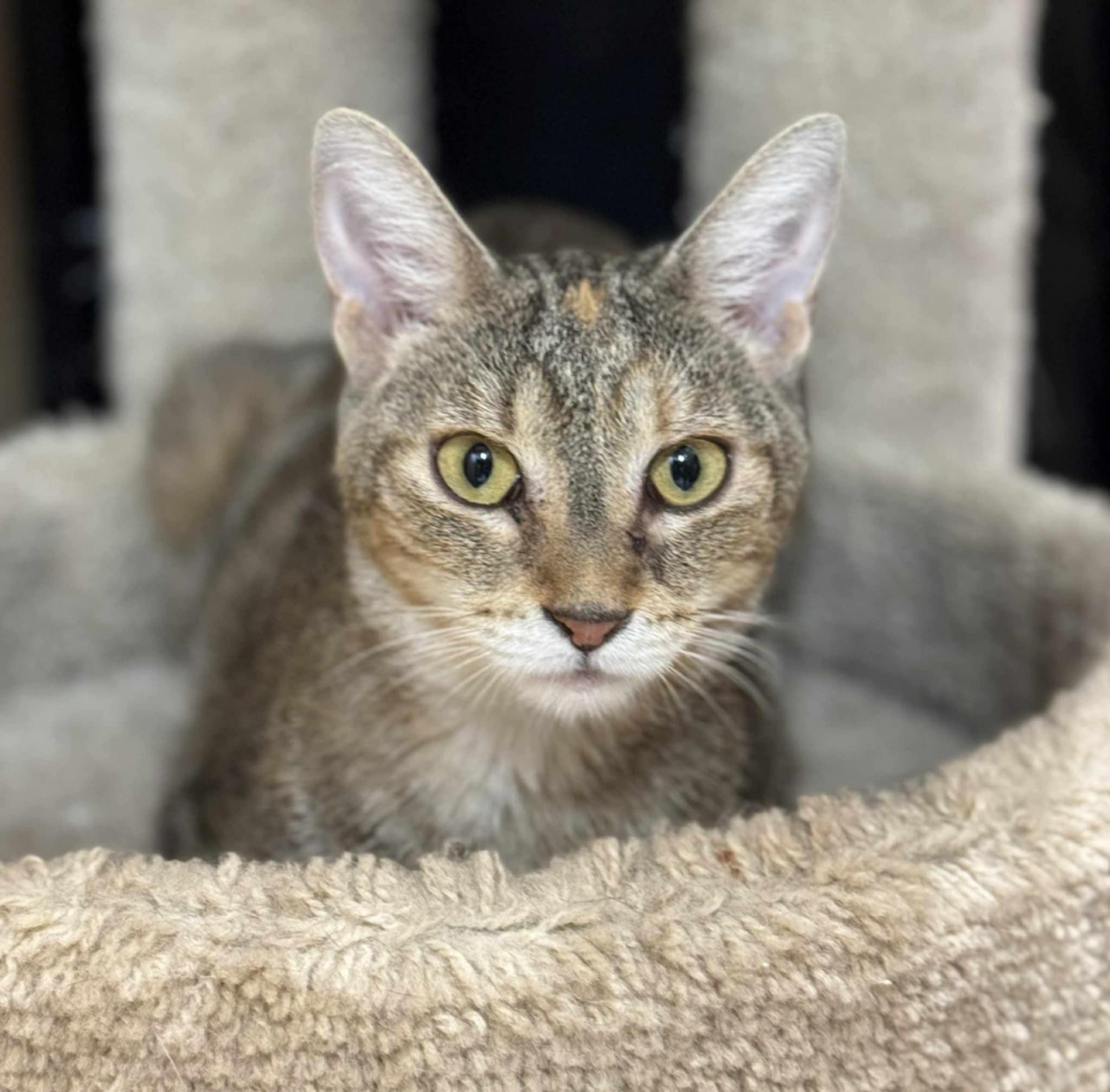 Enlarge Spice, a Adoptable Tabby in Keswick, ON image 1/5