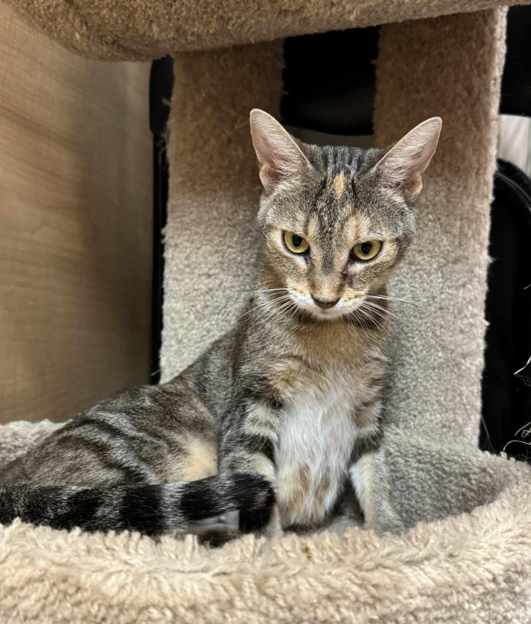 Enlarge Spice, a Adoptable Tabby in Keswick, ON image 4/5