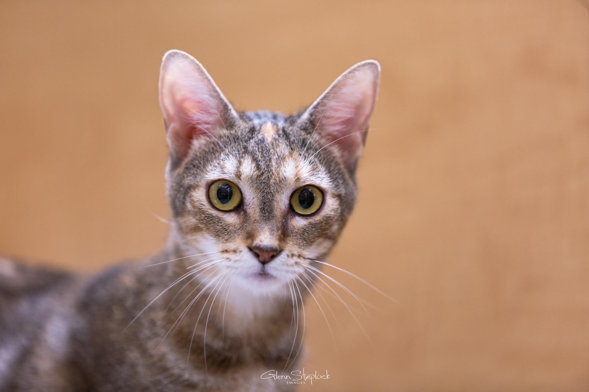 Enlarge Spice, a Adoptable Tabby in Keswick, ON image 5/5