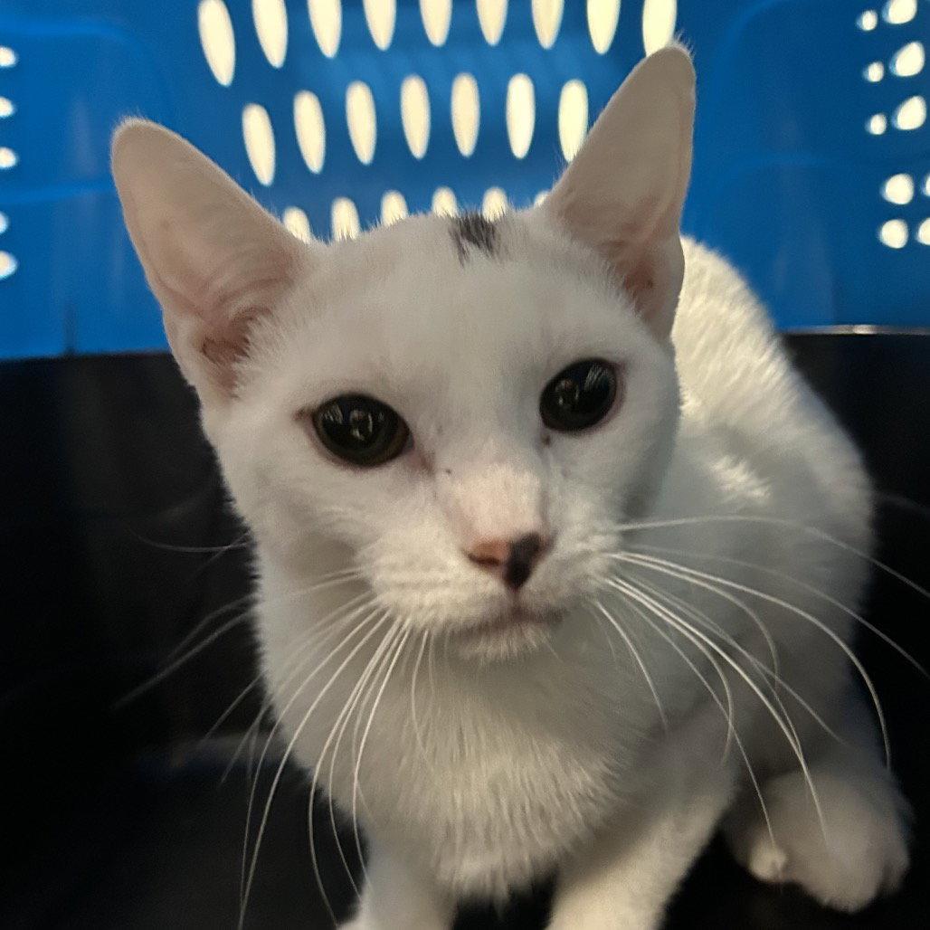 Enlarge Emerald, a Adopted Domestic Short Hair in New Castle, DE image 1/1