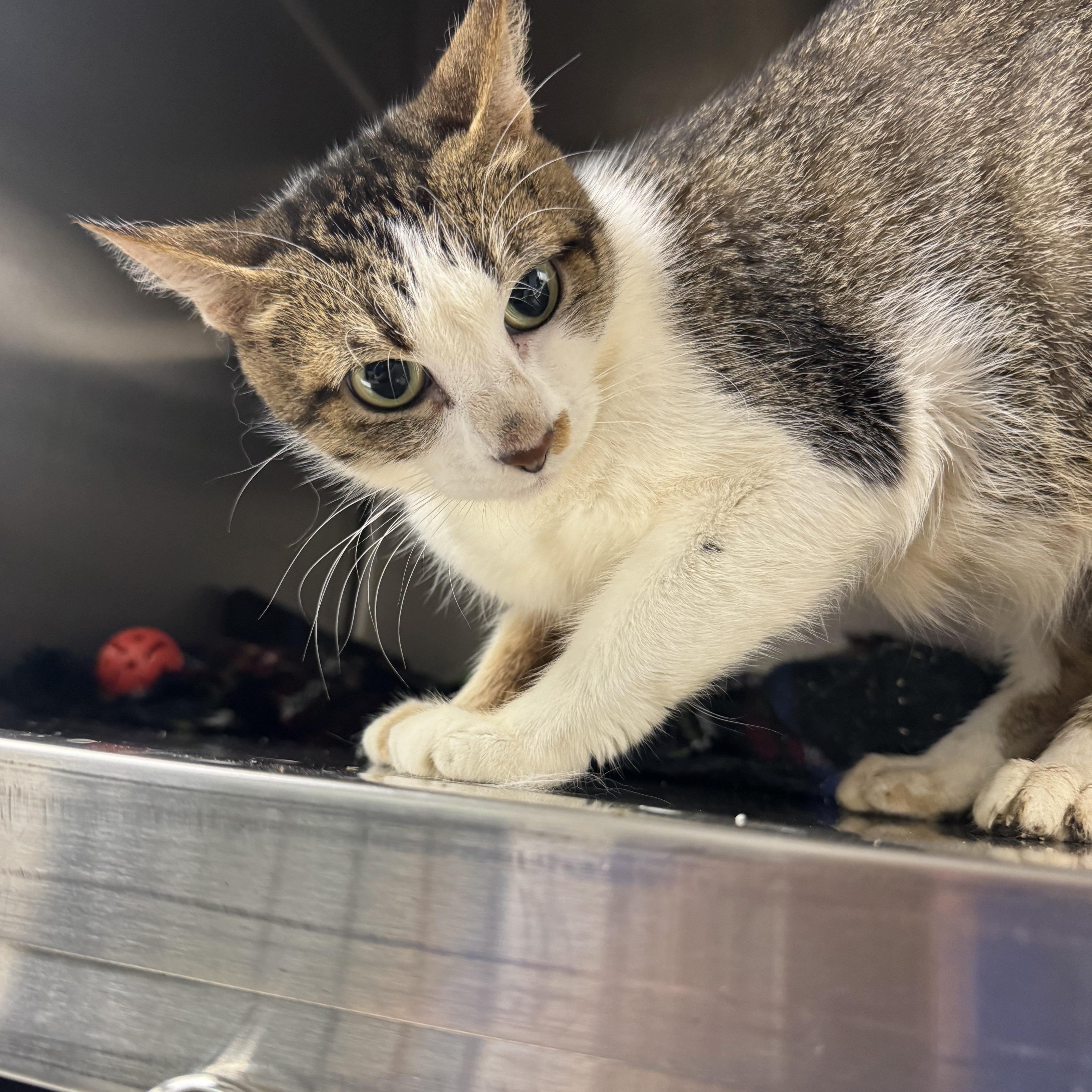 Lylla, a ADOPTABLE Domestic Short Hair in Liberty, MO image 5/5