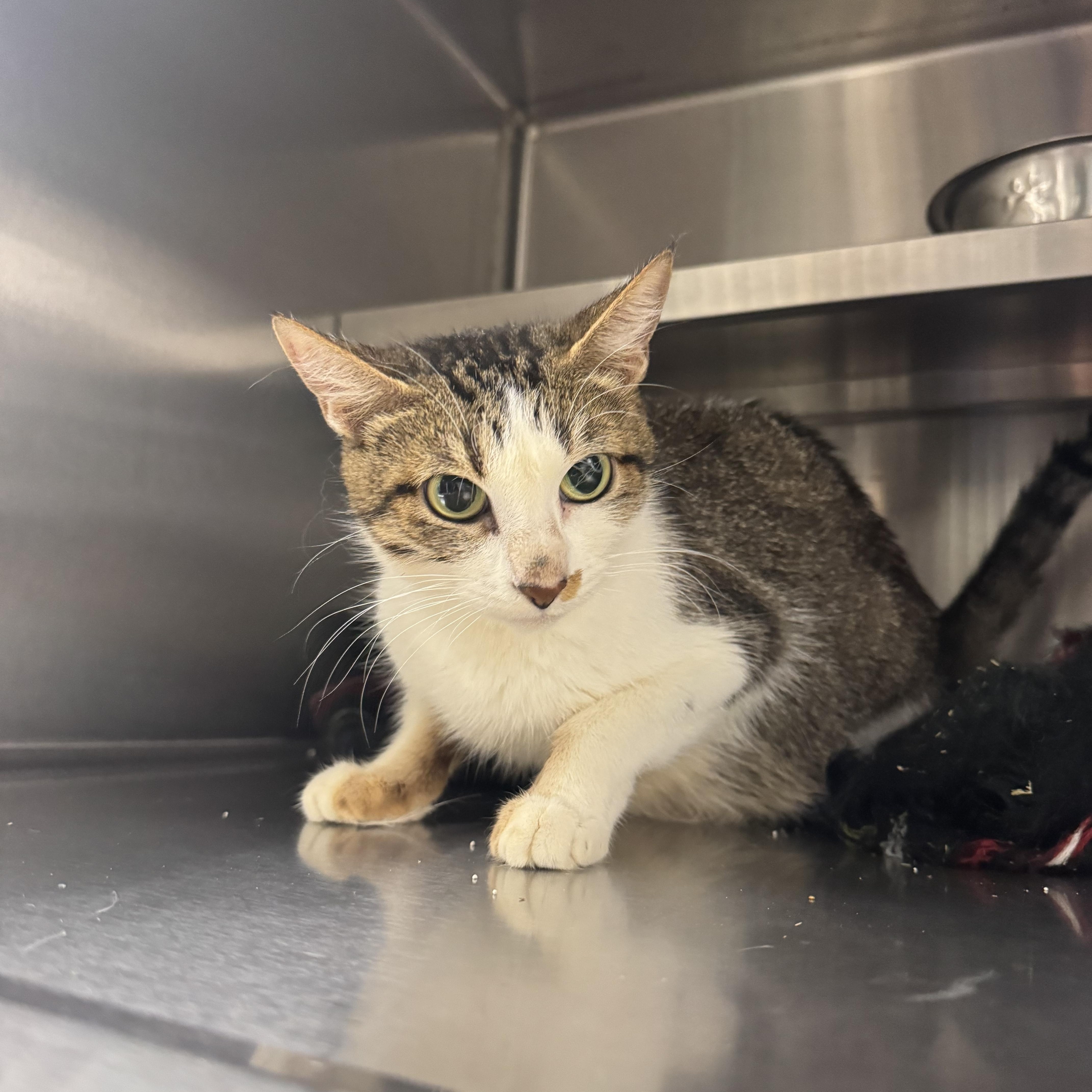 Lylla, a ADOPTABLE Domestic Short Hair in Liberty, MO image 4/5