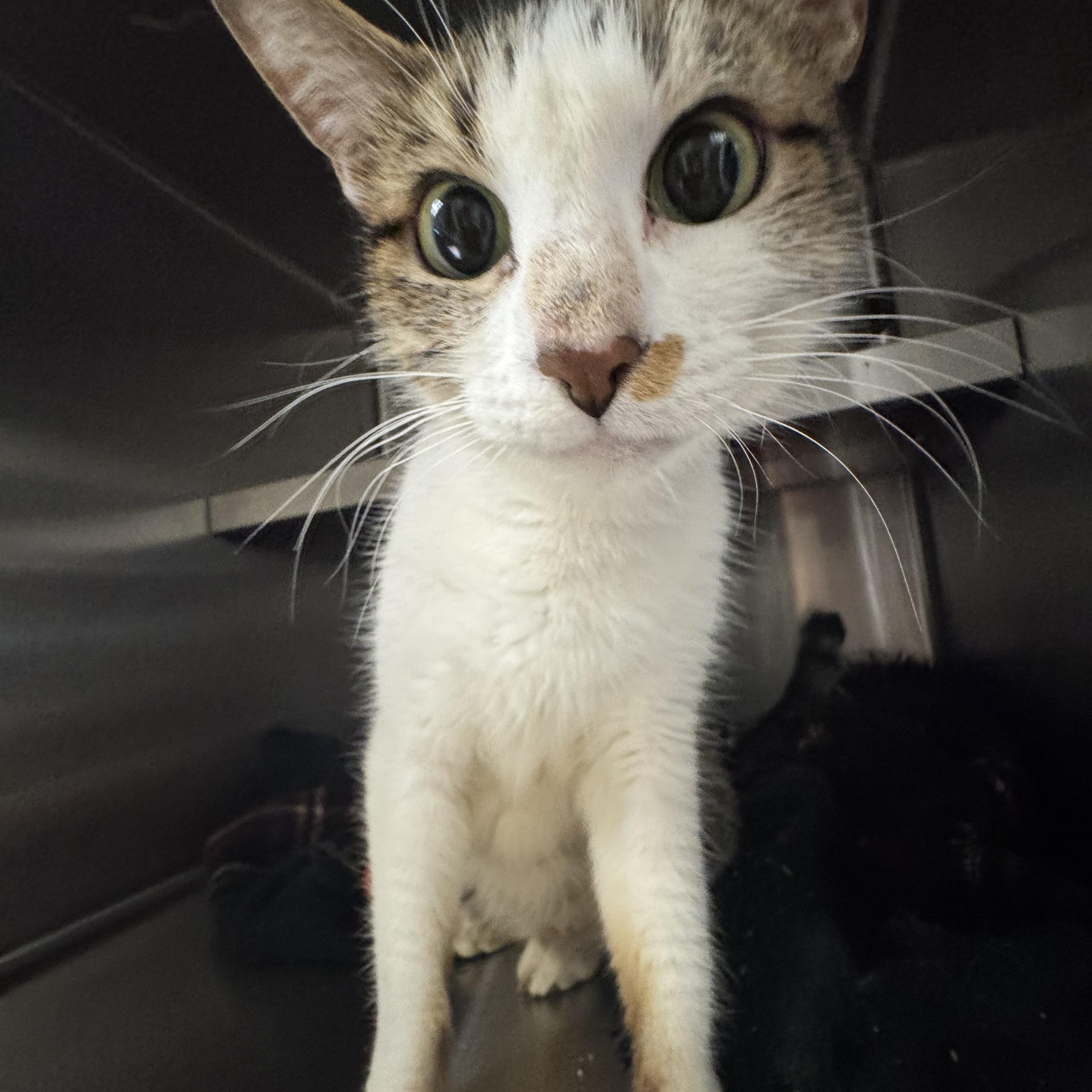 Lylla, ADOPTABLE, Young Female Domestic Short Hair.