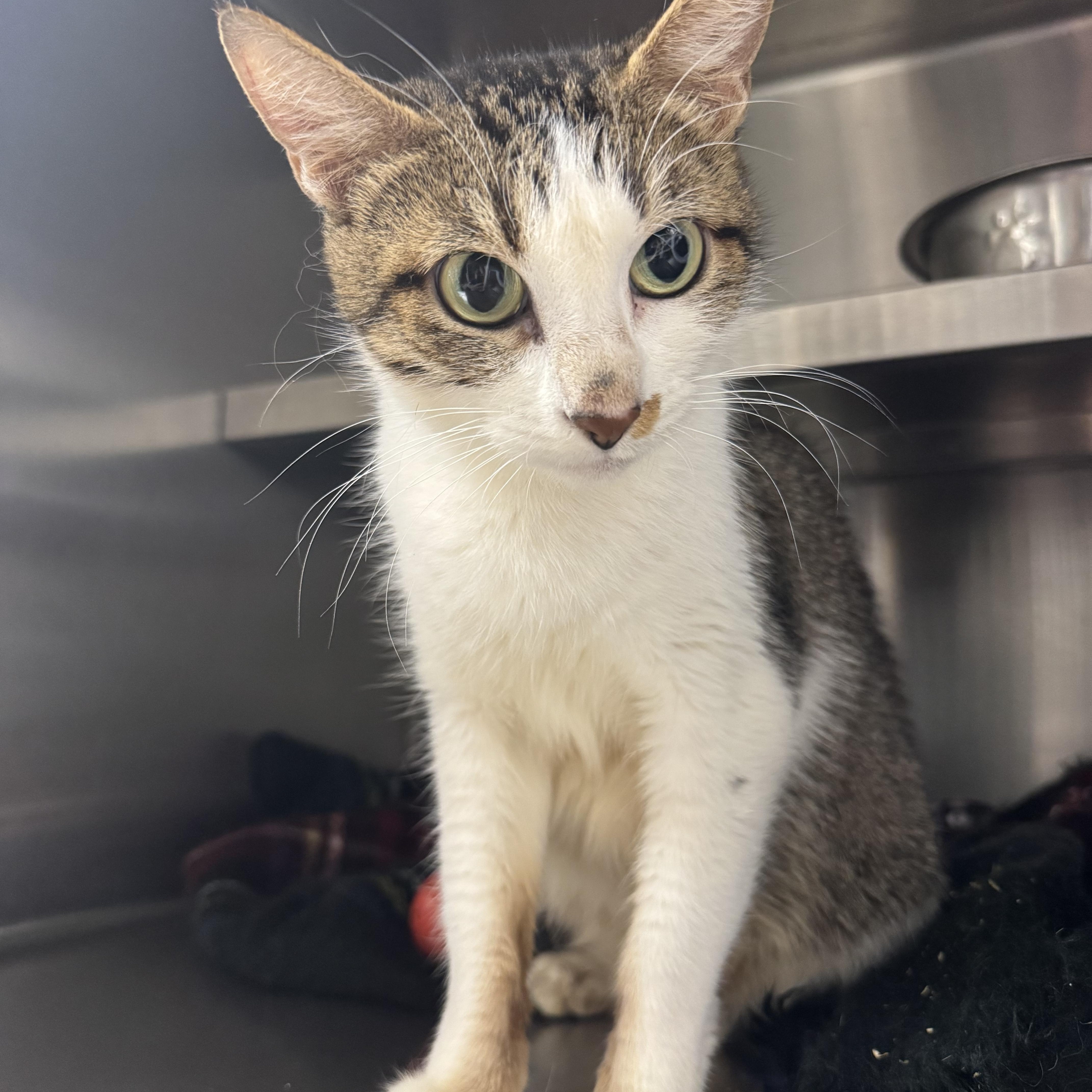 Lylla, a ADOPTABLE Domestic Short Hair in Liberty, MO image 2/5