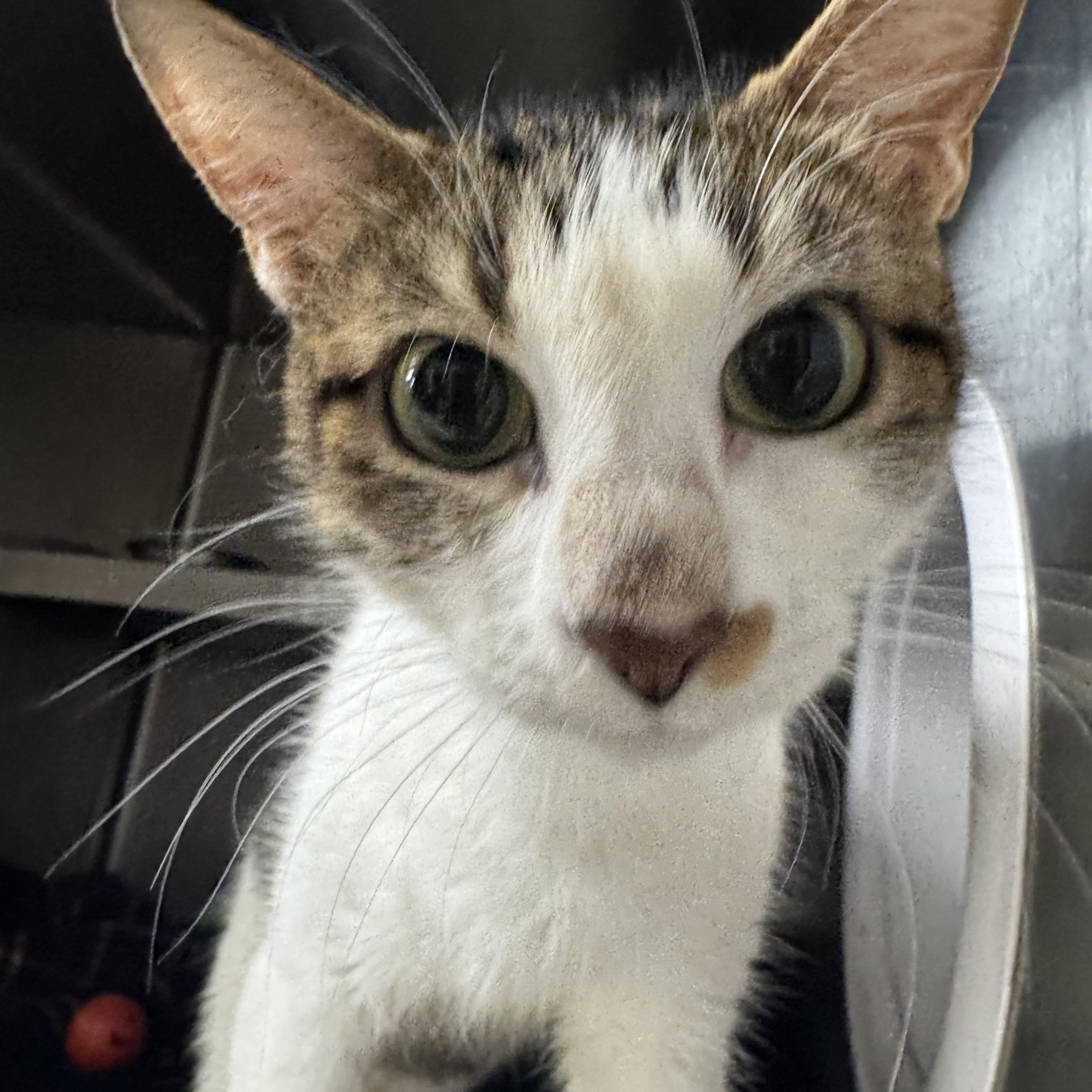 Lylla, a ADOPTABLE Domestic Short Hair in Liberty, MO image 3/5