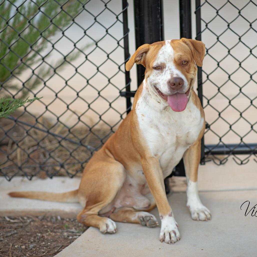 Enlarge Norman, a Adoptable Terrier in Abilene, TX image 1/6