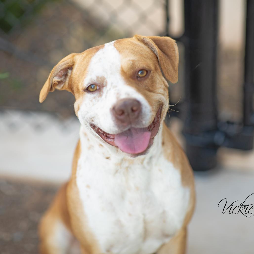 Enlarge Norman, a Adoptable Terrier in Abilene, TX image 2/6