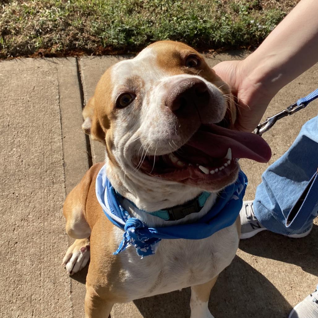Enlarge Norman, a Adoptable Terrier in Abilene, TX image 3/6