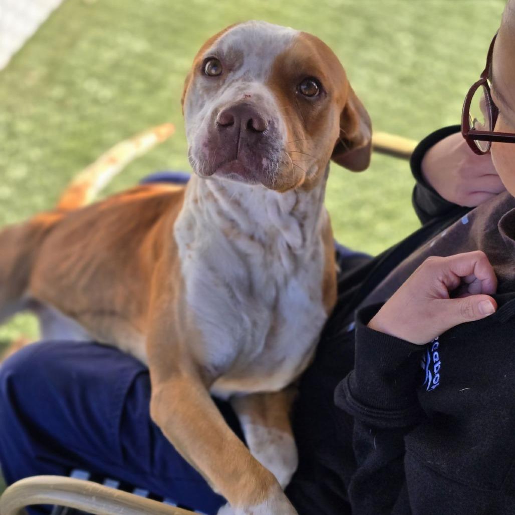Enlarge Norman, a Adoptable Terrier in Abilene, TX image 3/6