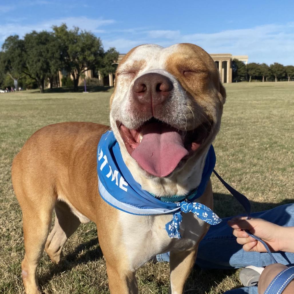 Enlarge Norman, a Adoptable Terrier in Abilene, TX image 4/6