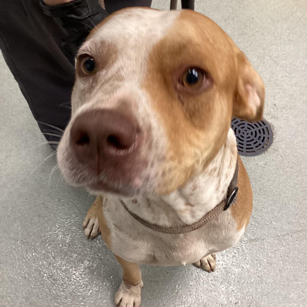 Enlarge Norman, a Adoptable Terrier in Abilene, TX image 5/6