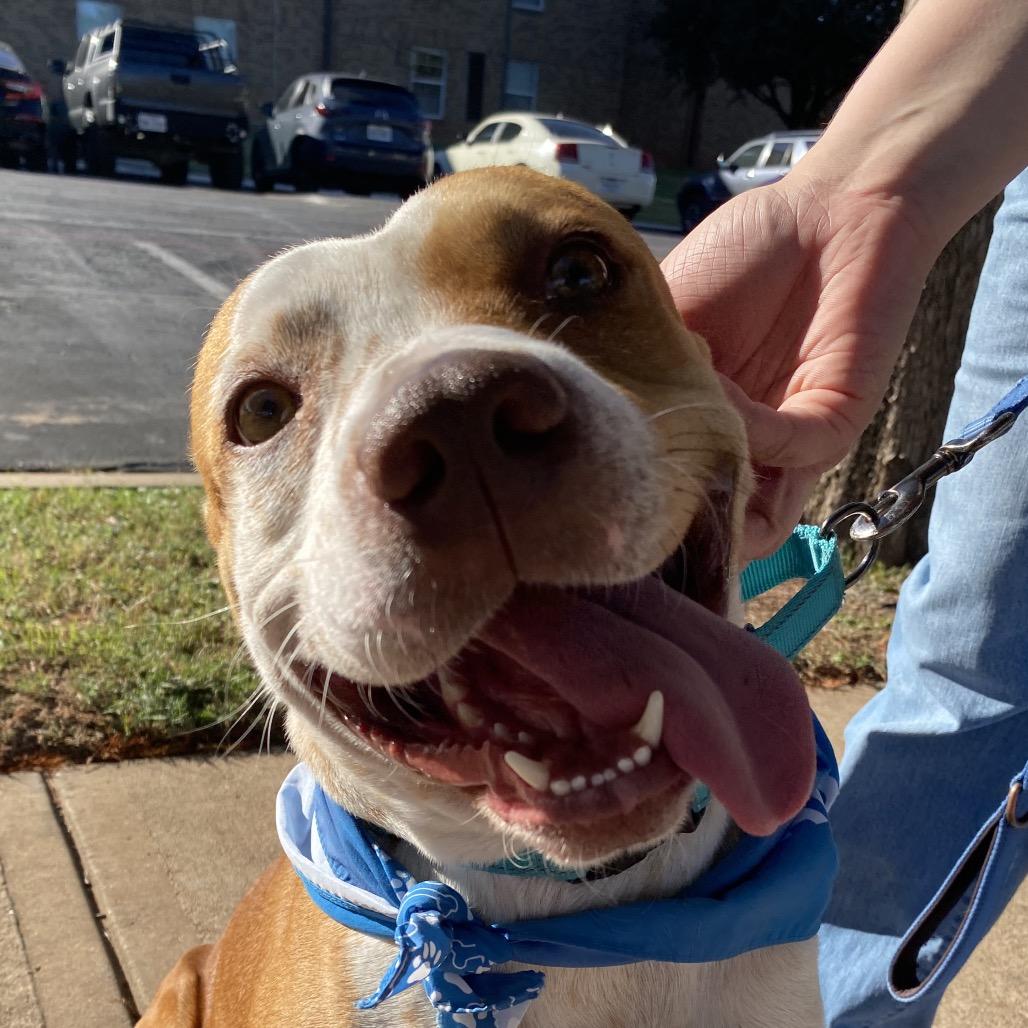 Enlarge Norman, a Adoptable Terrier in Abilene, TX image 6/6