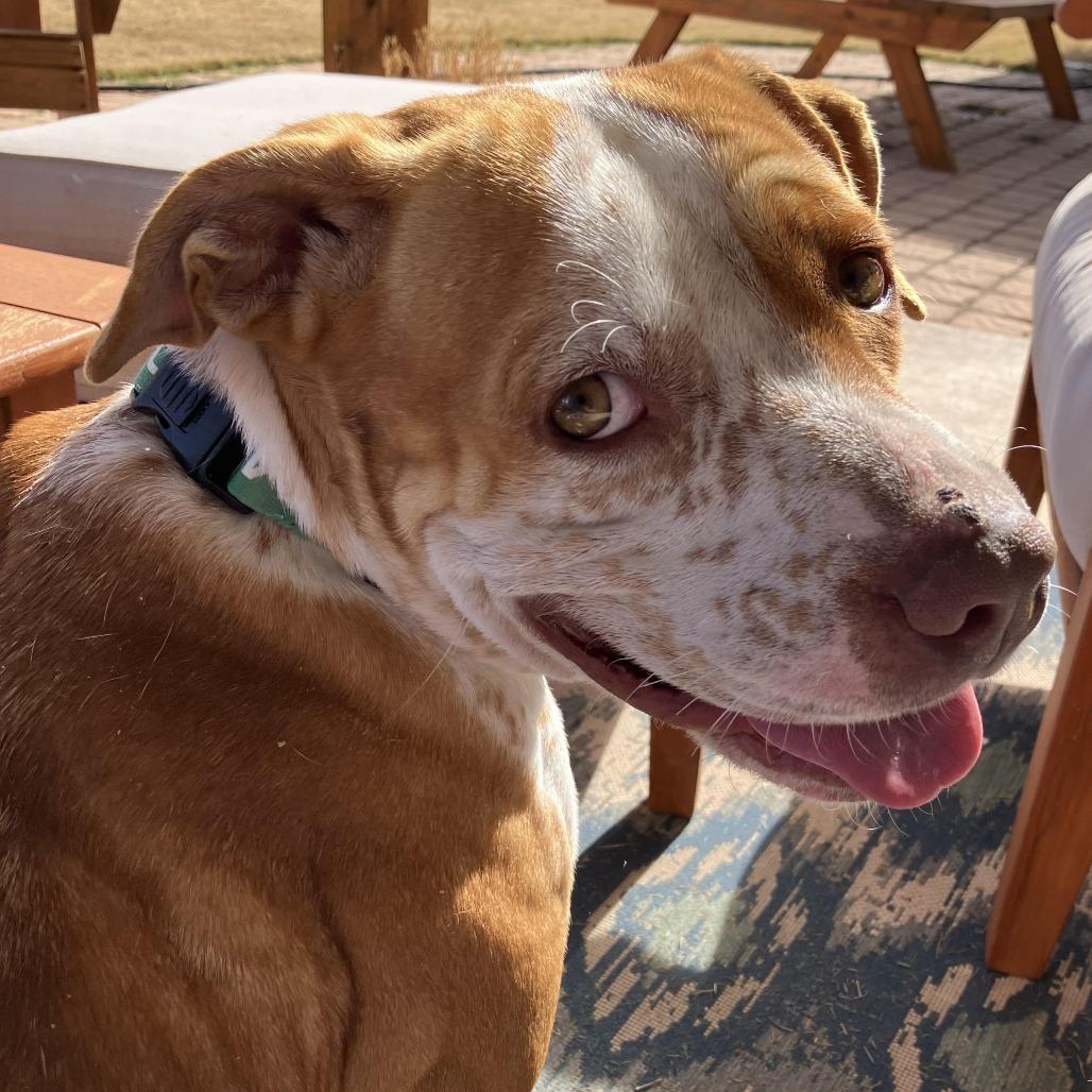 Enlarge Norman, a Adoptable Terrier in Abilene, TX image 5/6