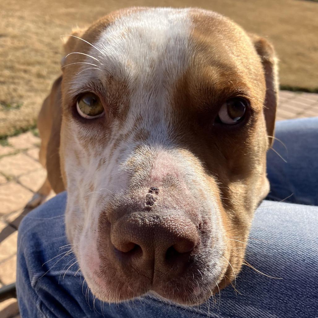 Enlarge Norman, a Adoptable Terrier in Abilene, TX image 6/6