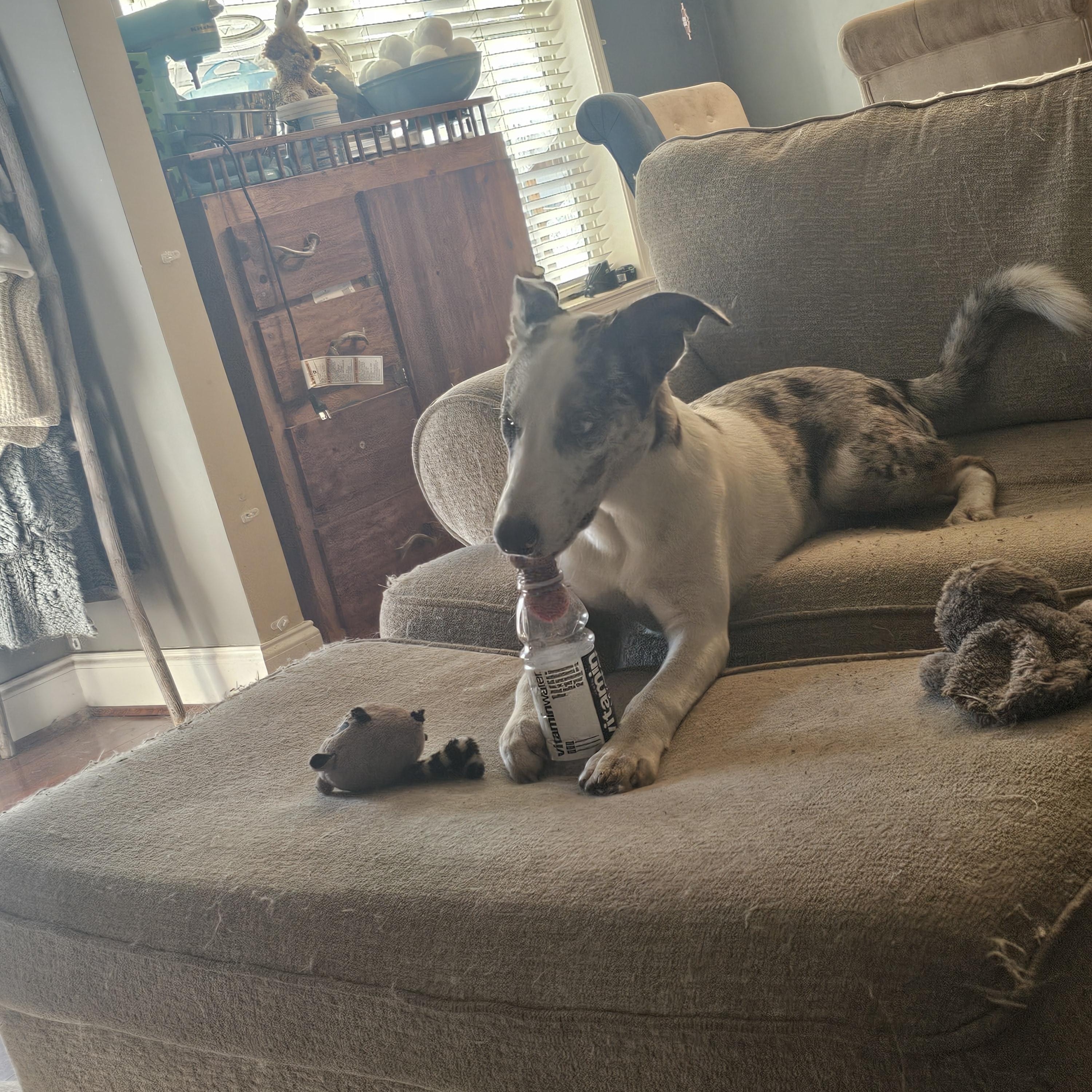 Volt (NC) Fun boy!, a Adoptable mixed breed in Rowland, NC image 1/4