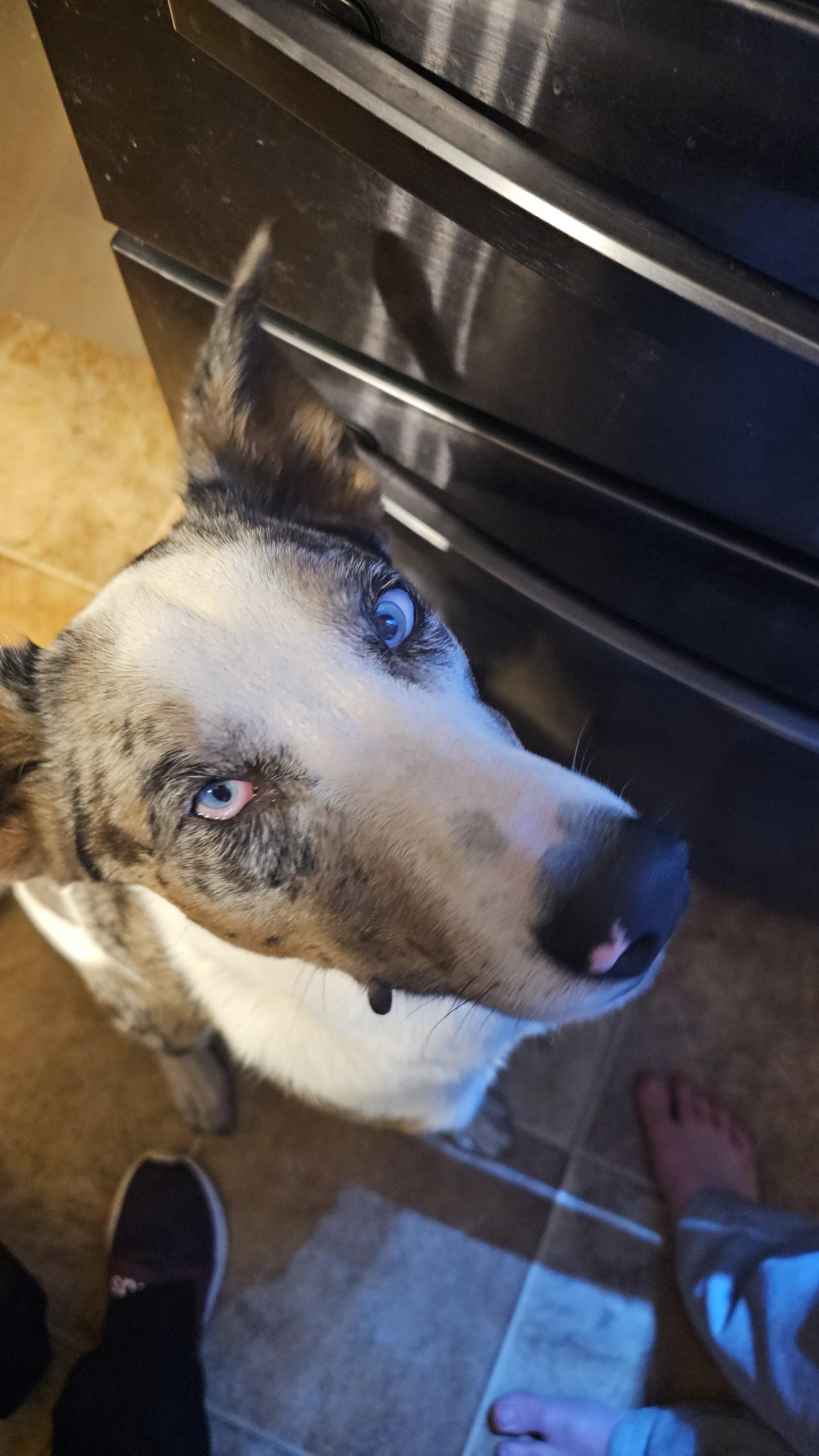 Volt (NC) Fun boy!, a Adoptable mixed breed in Rowland, NC image 2/4