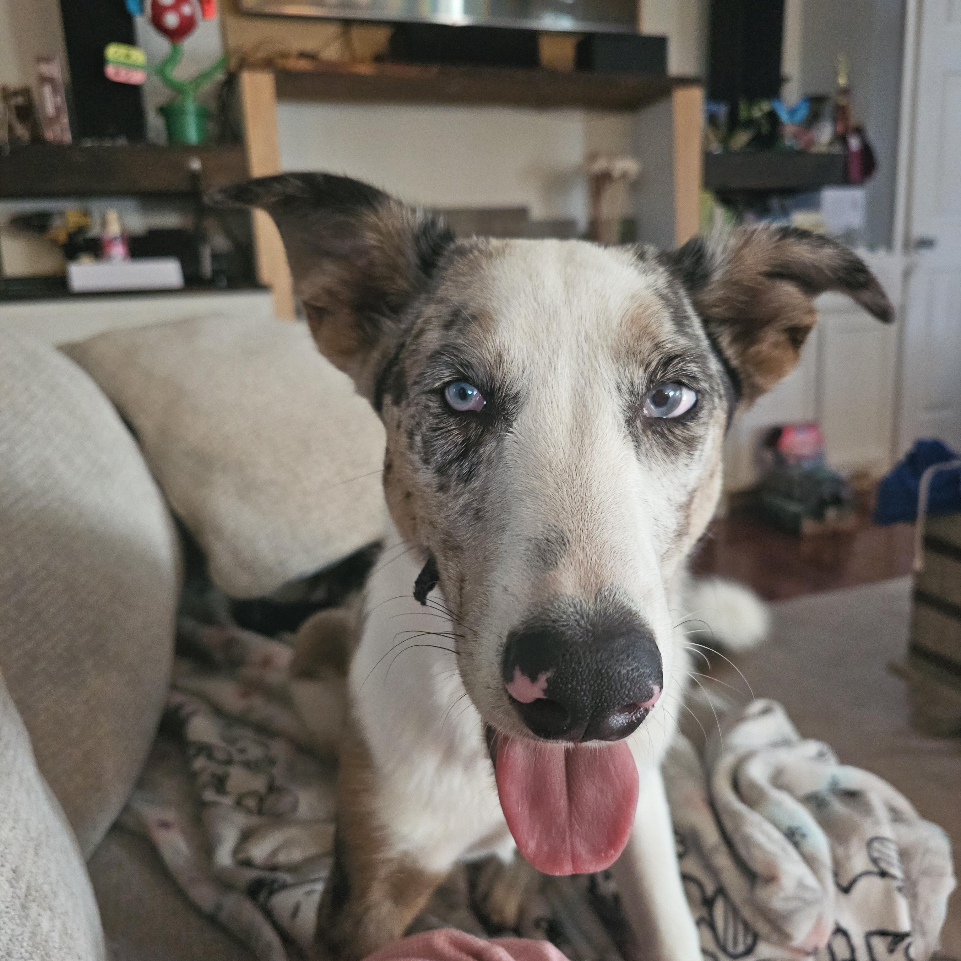 Volt (NC) Fun boy!, a Adoptable mixed breed in Rowland, NC image 3/4