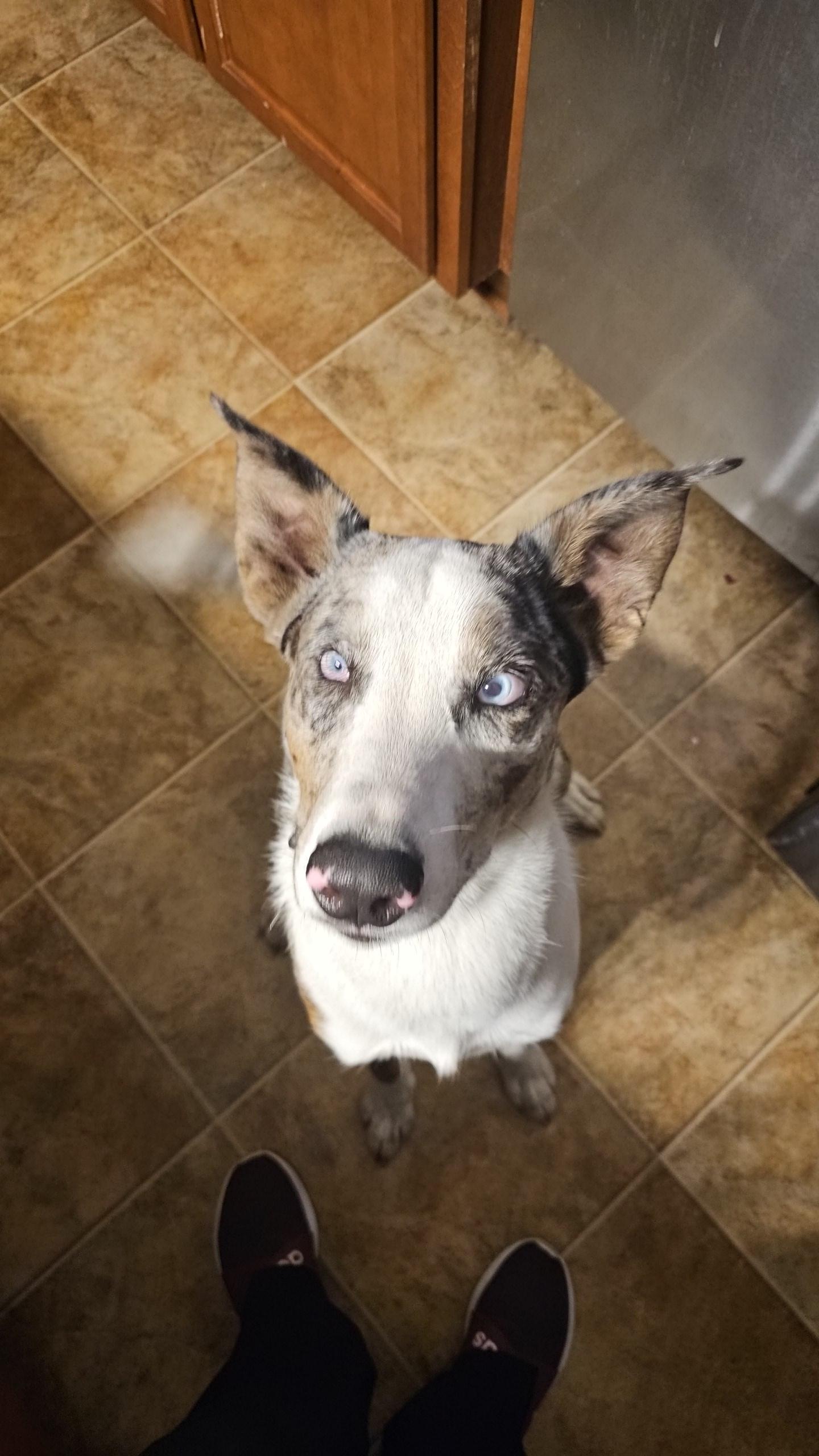 Volt (NC) Fun boy!, a Adoptable mixed breed in Rowland, NC image 4/4