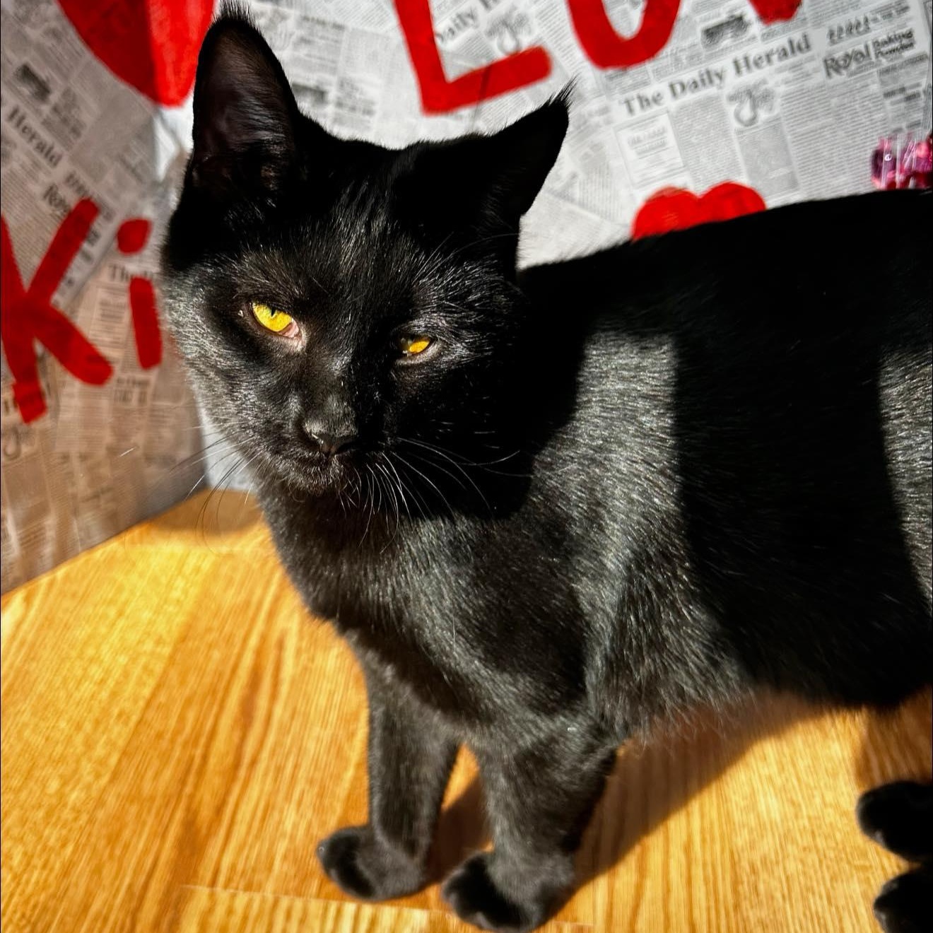 Enlarge Woody and Jesse, a Adoptable Domestic Short Hair in LEETONIA, OH image 2/6