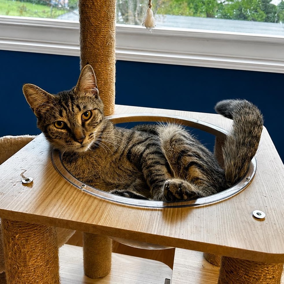 Woody and Jesse, Adoptable, Young Male Domestic Short Hair.