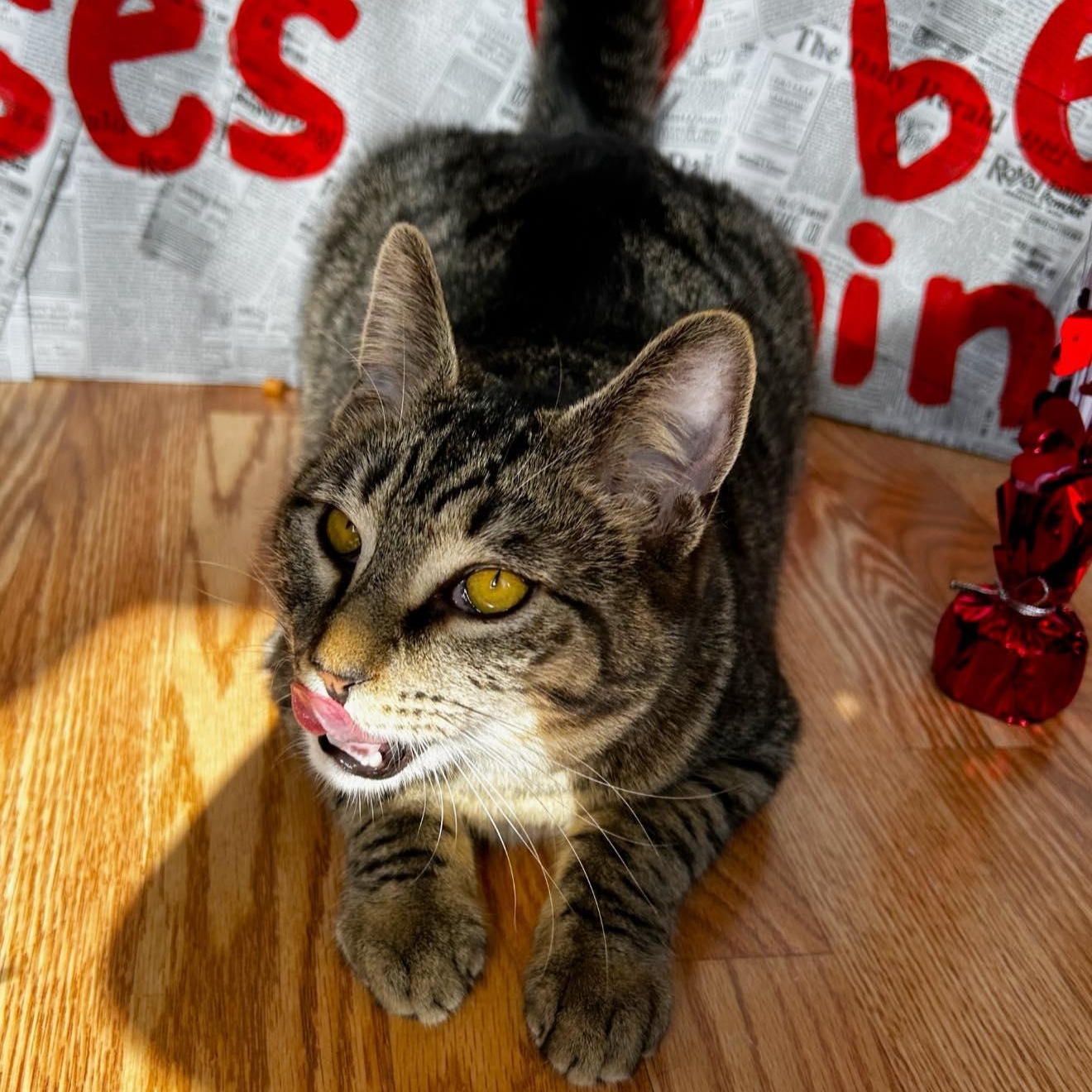 Woody and Jesse, Adoptable, Kitten Male Domestic Short Hair.