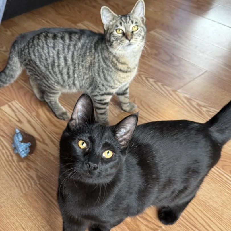 Enlarge Woody and Jesse, a Adoptable Domestic Short Hair in LEETONIA, OH image 3/6