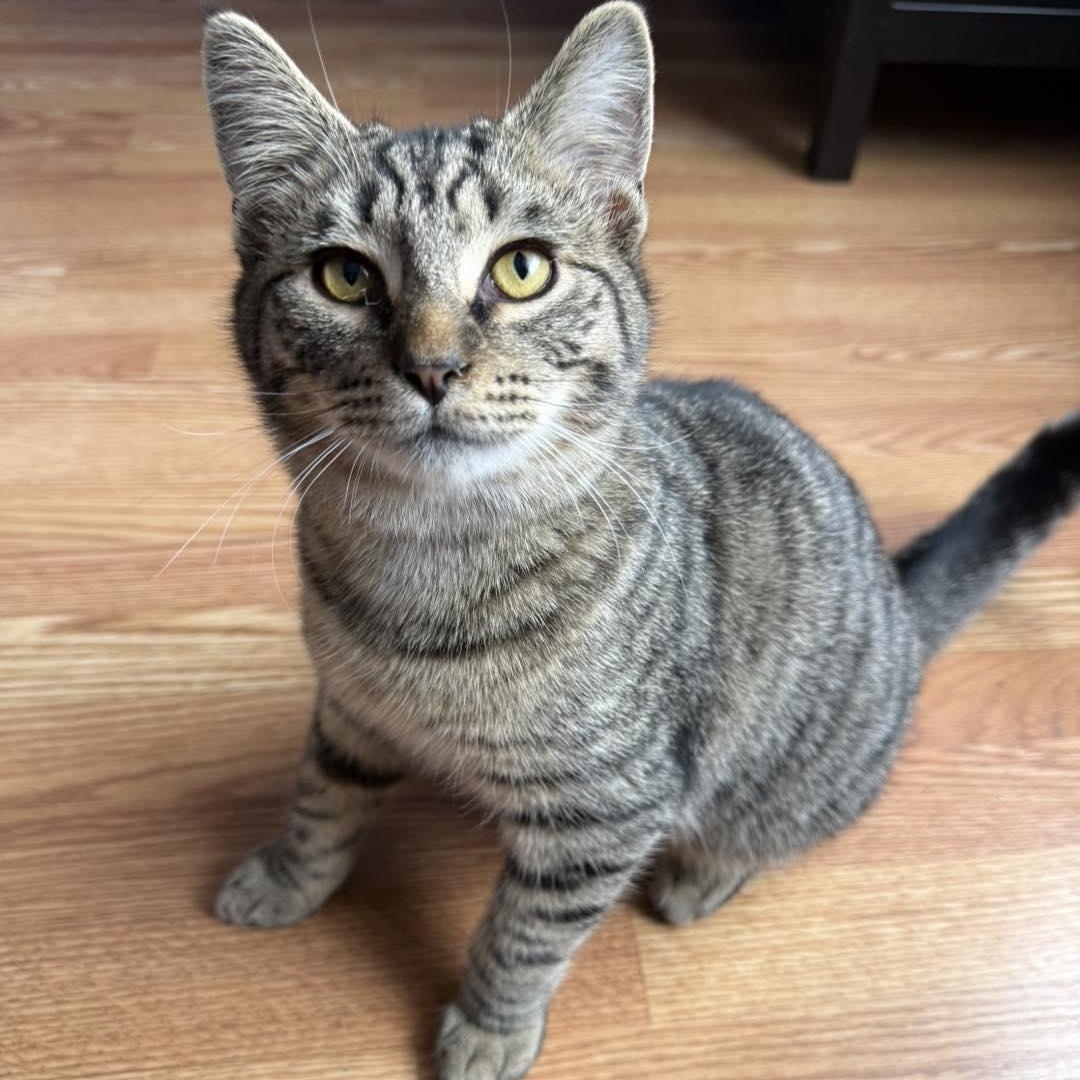 Enlarge Woody and Jesse, a Adoptable Domestic Short Hair in LEETONIA, OH image 5/6