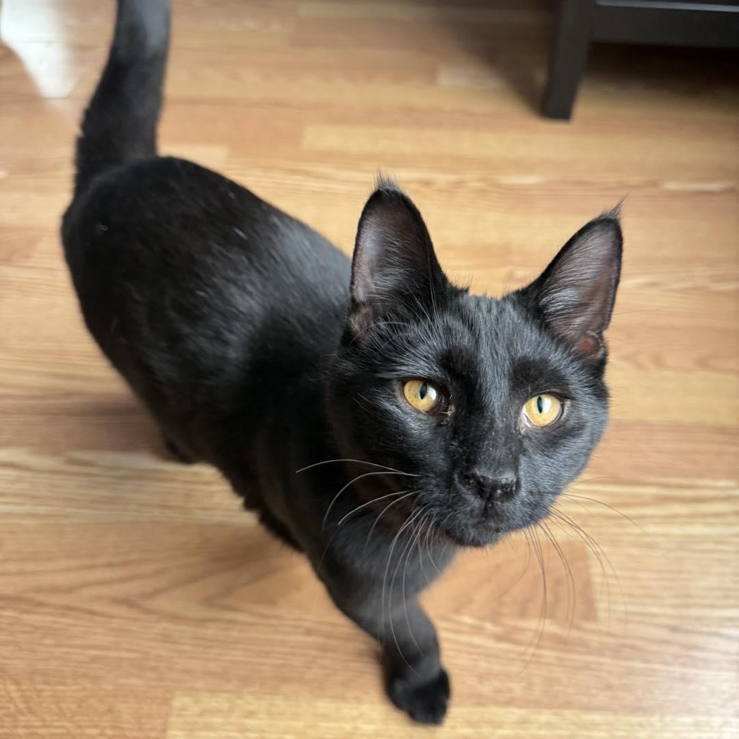 Enlarge Woody and Jesse, a Adoptable Domestic Short Hair in LEETONIA, OH image 4/6