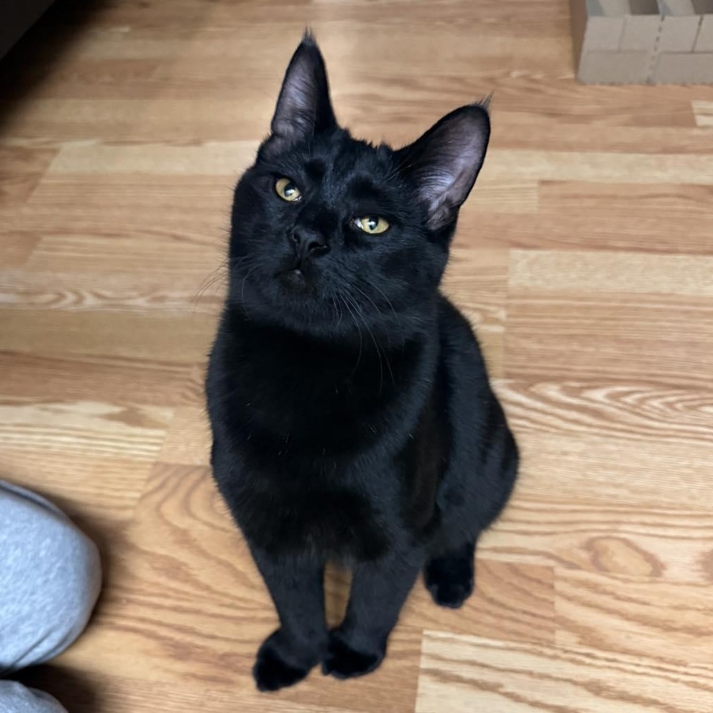 Enlarge Woody and Jesse, a Adoptable Domestic Short Hair in LEETONIA, OH image 6/6