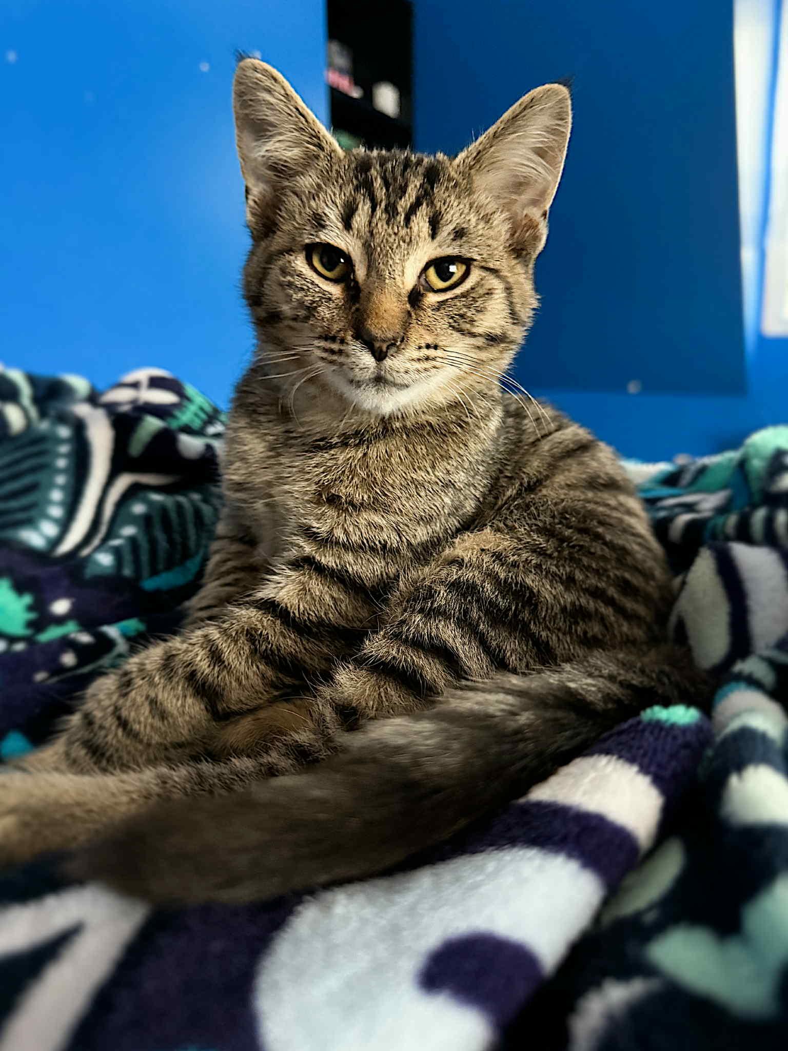 Enlarge Woody and Jesse, a Adoptable Domestic Short Hair in LEETONIA, OH image 4/4