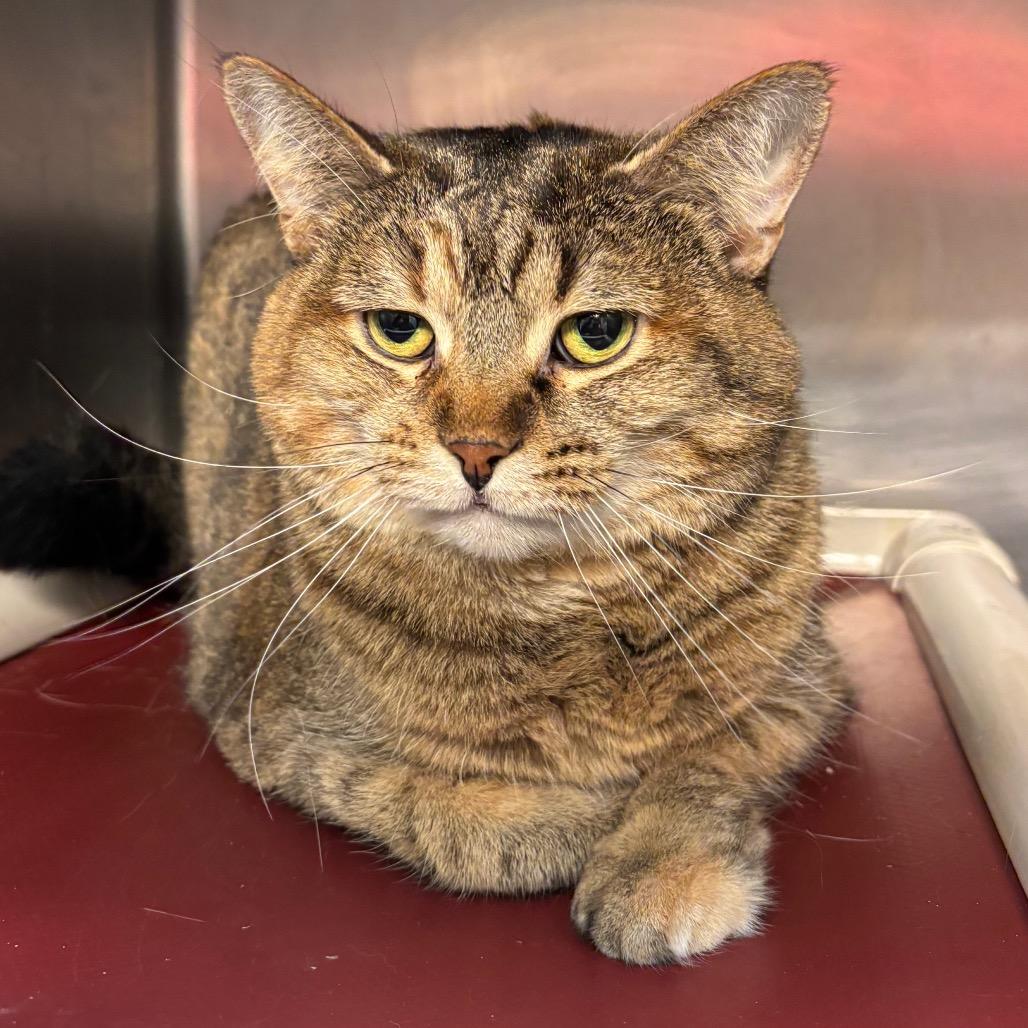 Enlarge Nala, a Adoptable Domestic Short Hair in Chippewa Falls, WI image 1/1