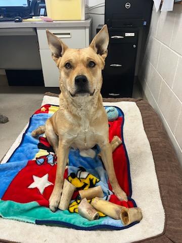 Siva, a Adoptable Australian Cattle Dog / Blue Heeler in Shelton, WA image 1/5