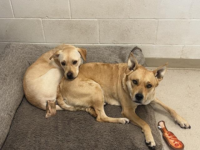 Siva, a Adoptable Australian Cattle Dog / Blue Heeler in Shelton, WA image 5/5