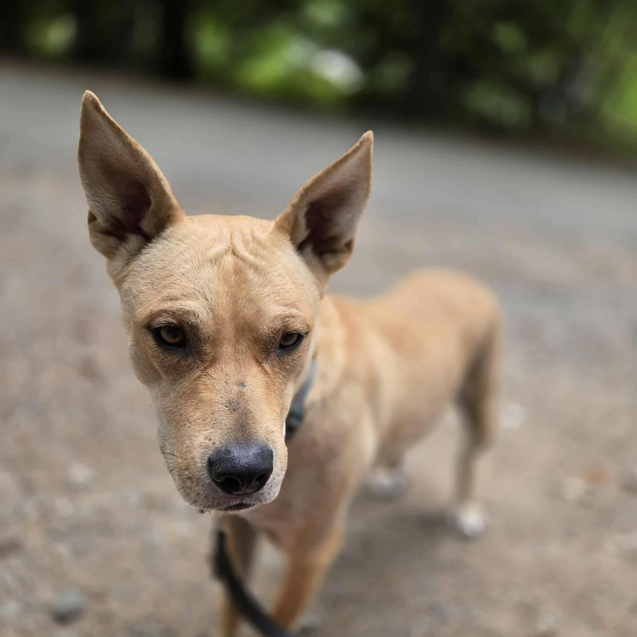Siva, a Adoptable Australian Cattle Dog / Blue Heeler in Shelton, WA image 2/5