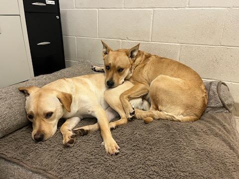 Siva, a Adoptable Australian Cattle Dog / Blue Heeler in Shelton, WA image 4/5