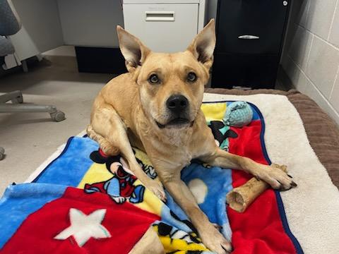 Siva, a Adoptable Australian Cattle Dog / Blue Heeler in Shelton, WA image 3/5
