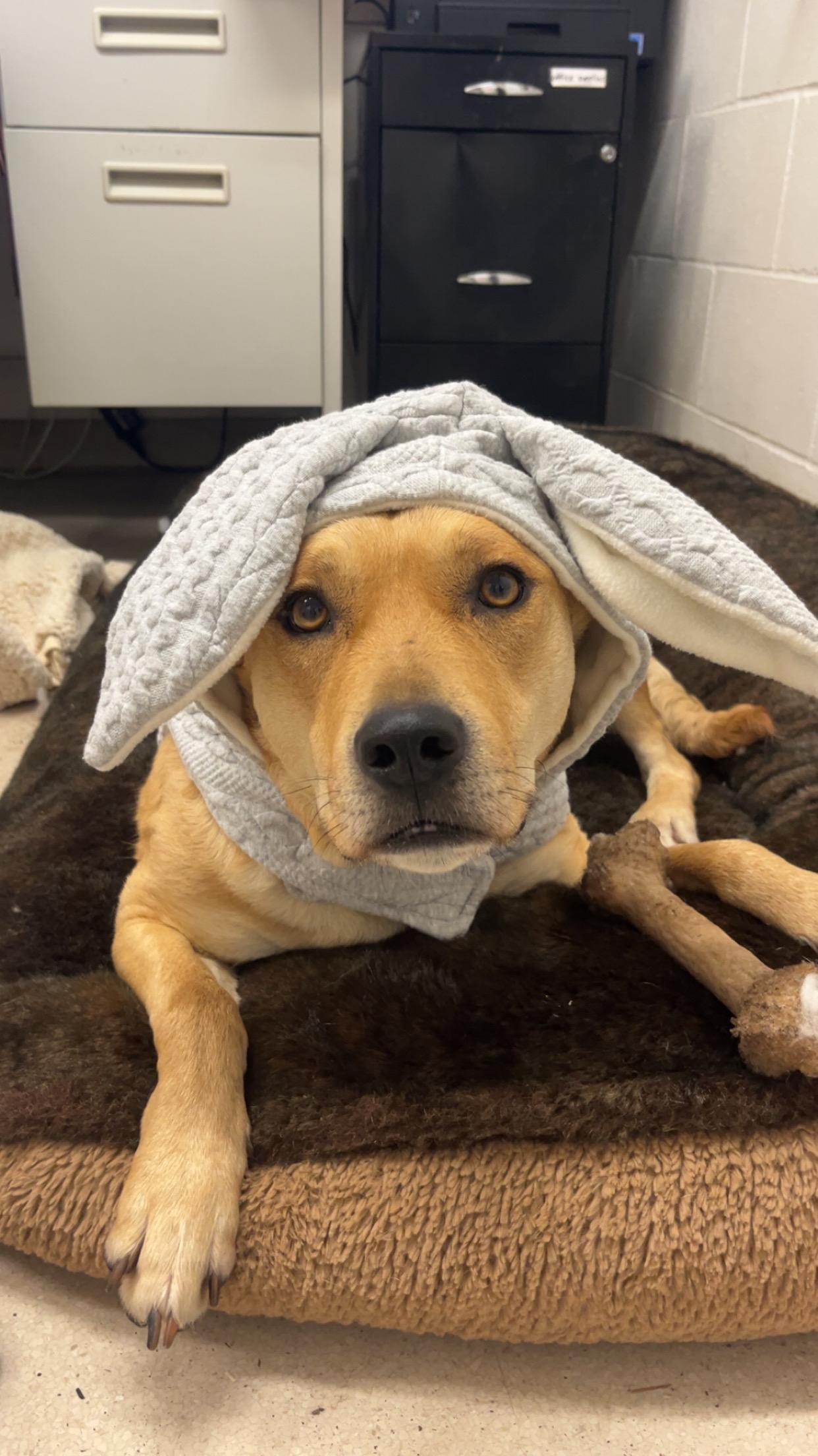 Enlarge Siva, a Adoptable Australian Cattle Dog / Blue Heeler in Shelton, WA image 1/5
