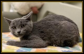 Enlarge KAREN, a Adoptable Domestic Short Hair in Peoria, IL image 1/1