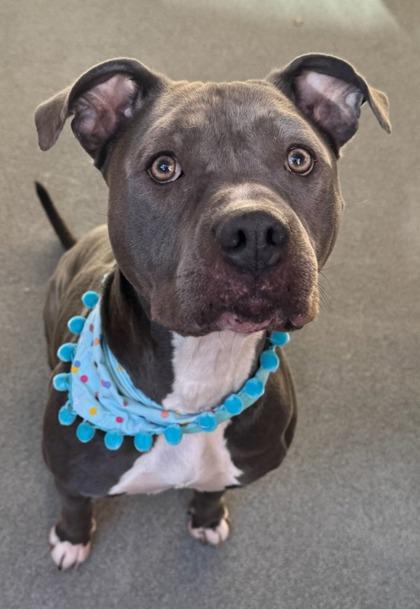 Blueberry, Adoptable, Adult Female Pit Bull Terrier & Mixed Breed.