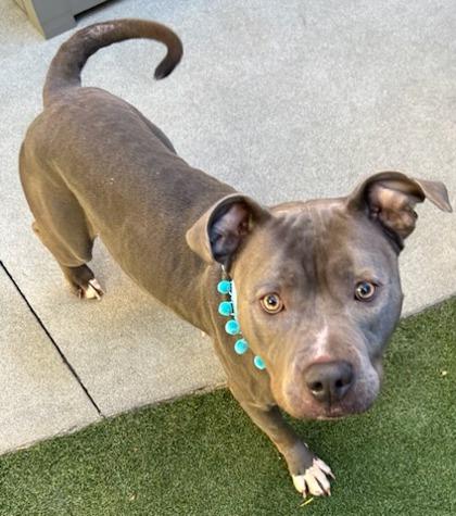 Enlarge Blueberry, a Adoptable mixed breed in Lewisville, TX image 3/5