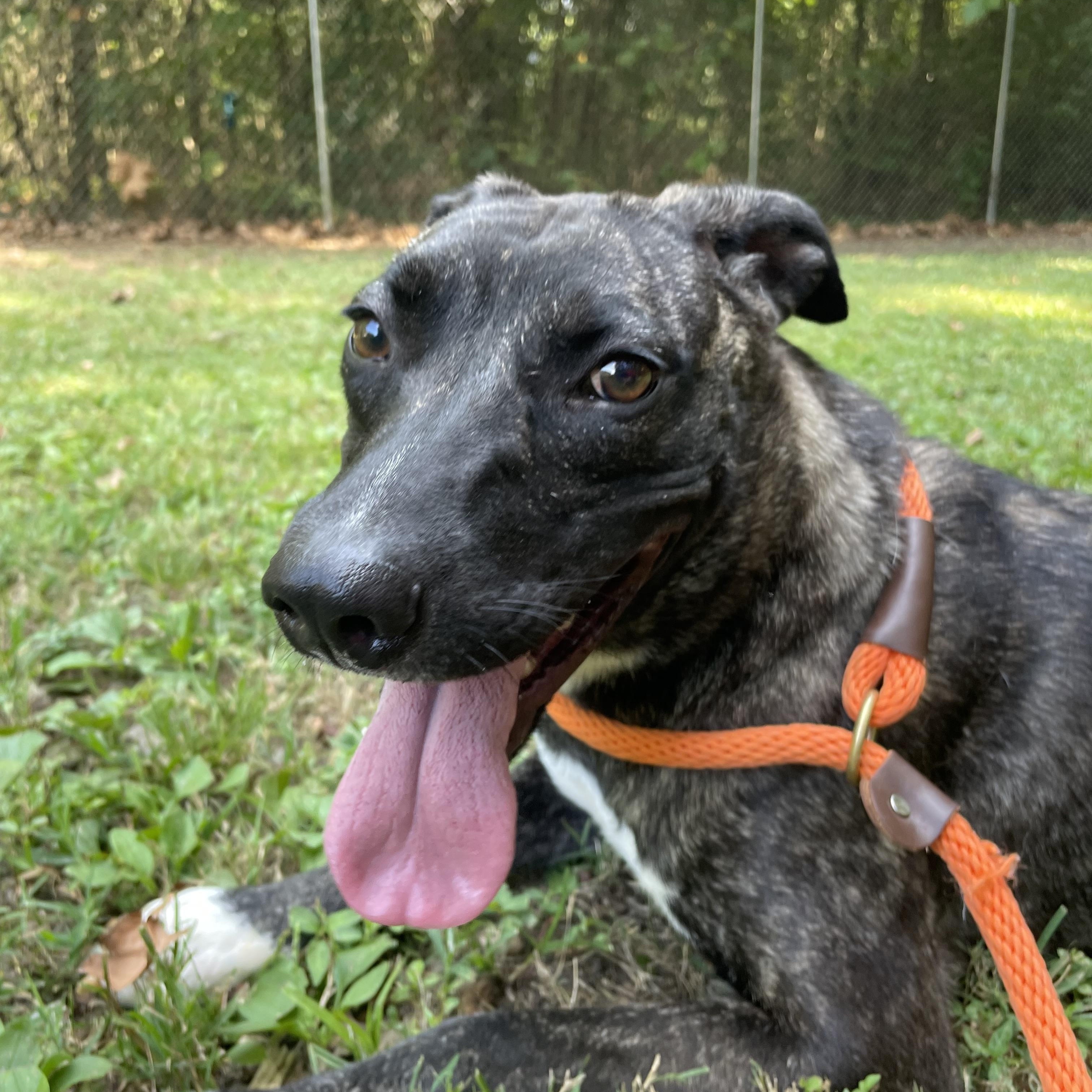 Enlarge Violet, a Adoptable mixed breed in Heber Springs, AR image 3/6