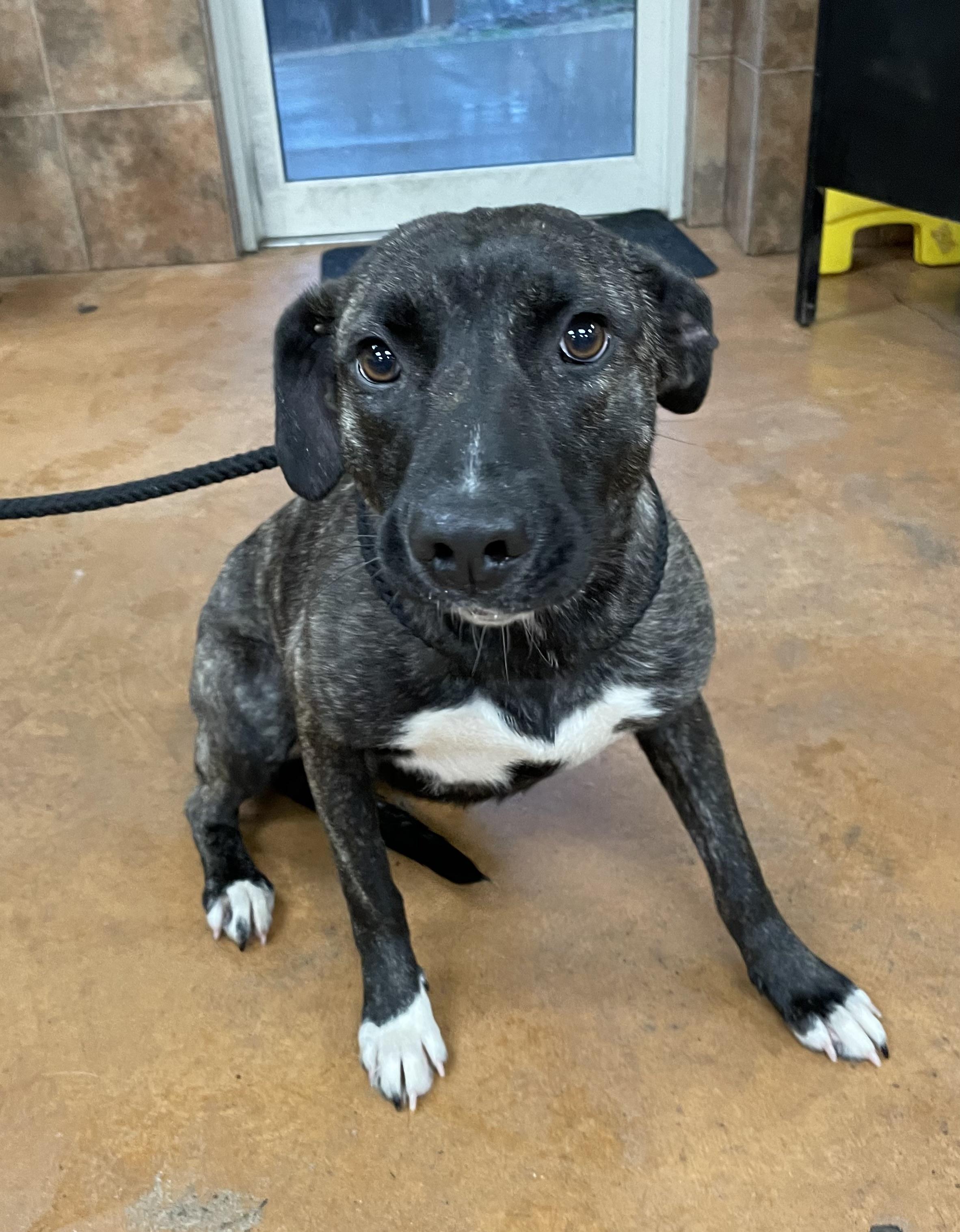 Enlarge Violet, a Adoptable mixed breed in Heber Springs, AR image 6/6
