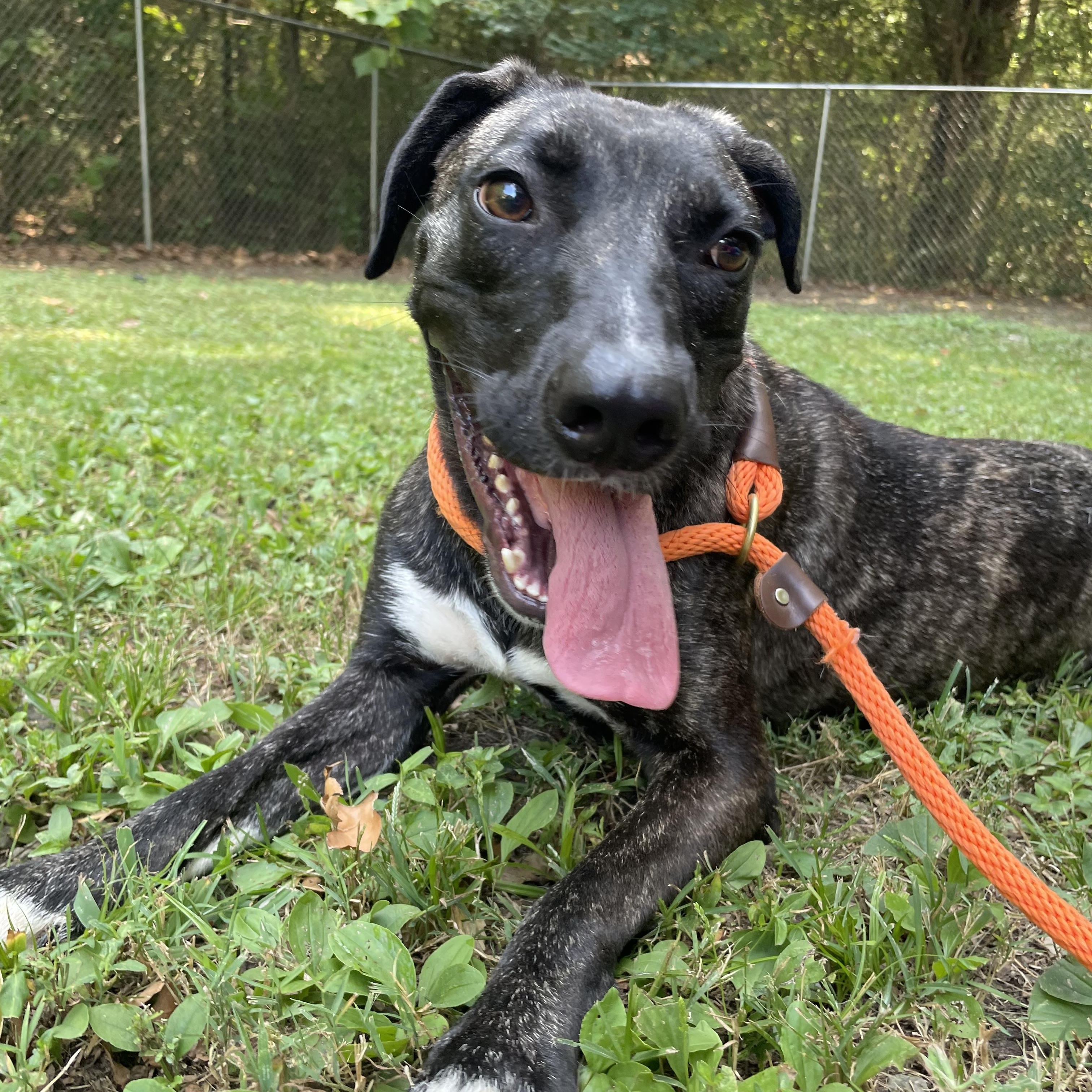 Enlarge Violet, a Adoptable mixed breed in Heber Springs, AR image 4/6