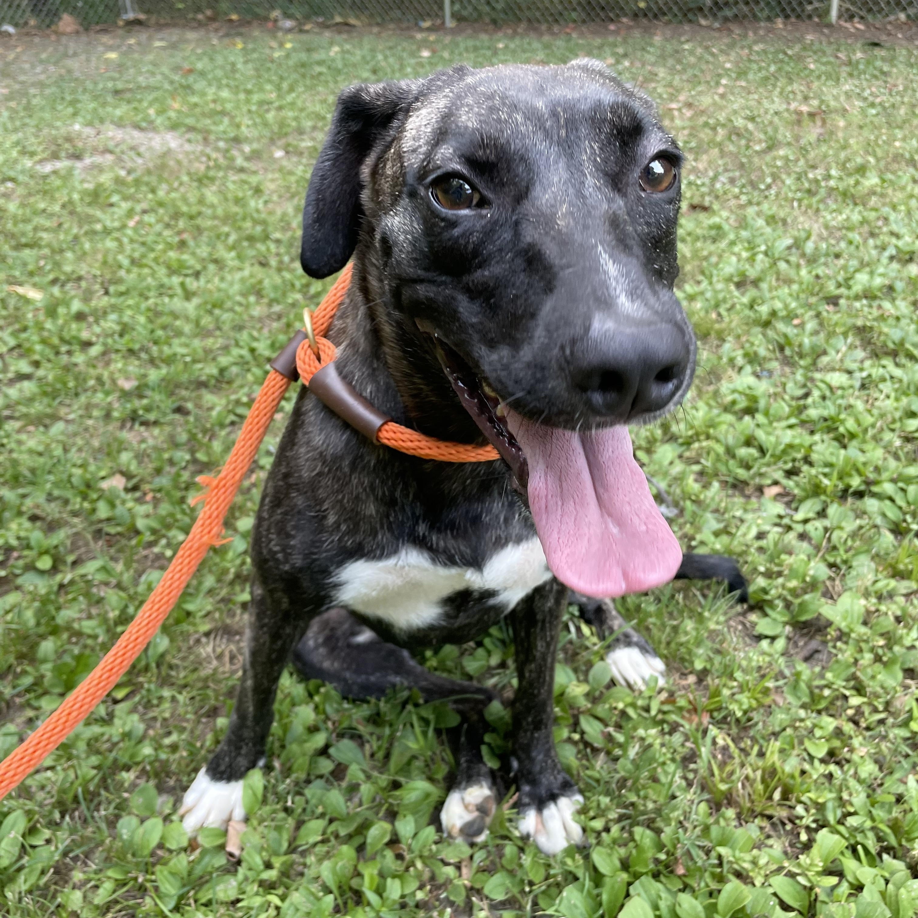 Enlarge Violet, a Adoptable mixed breed in Heber Springs, AR image 2/6