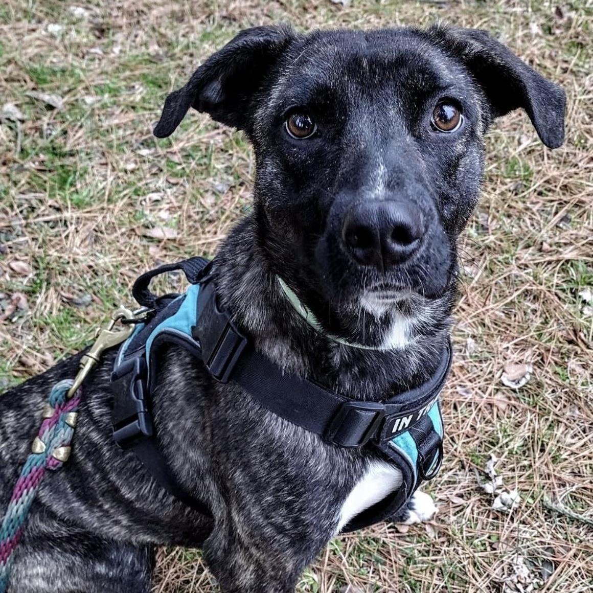 Enlarge Violet, a Adoptable mixed breed in Heber Springs, AR image 5/6