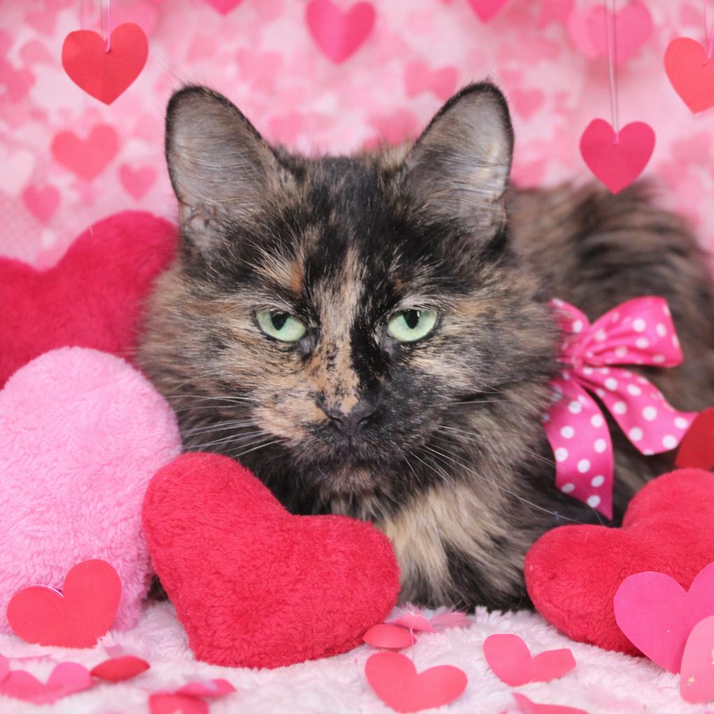 Joy, adoptable, Adult Female Domestic Medium Hair.