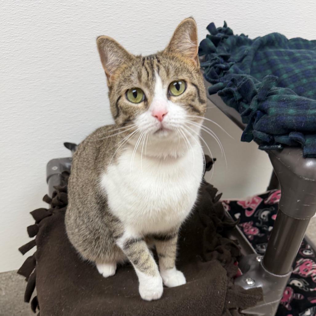 Enlarge Giovanna, a Adoptable Domestic Short Hair in Detroit Lakes, MN image 1/2